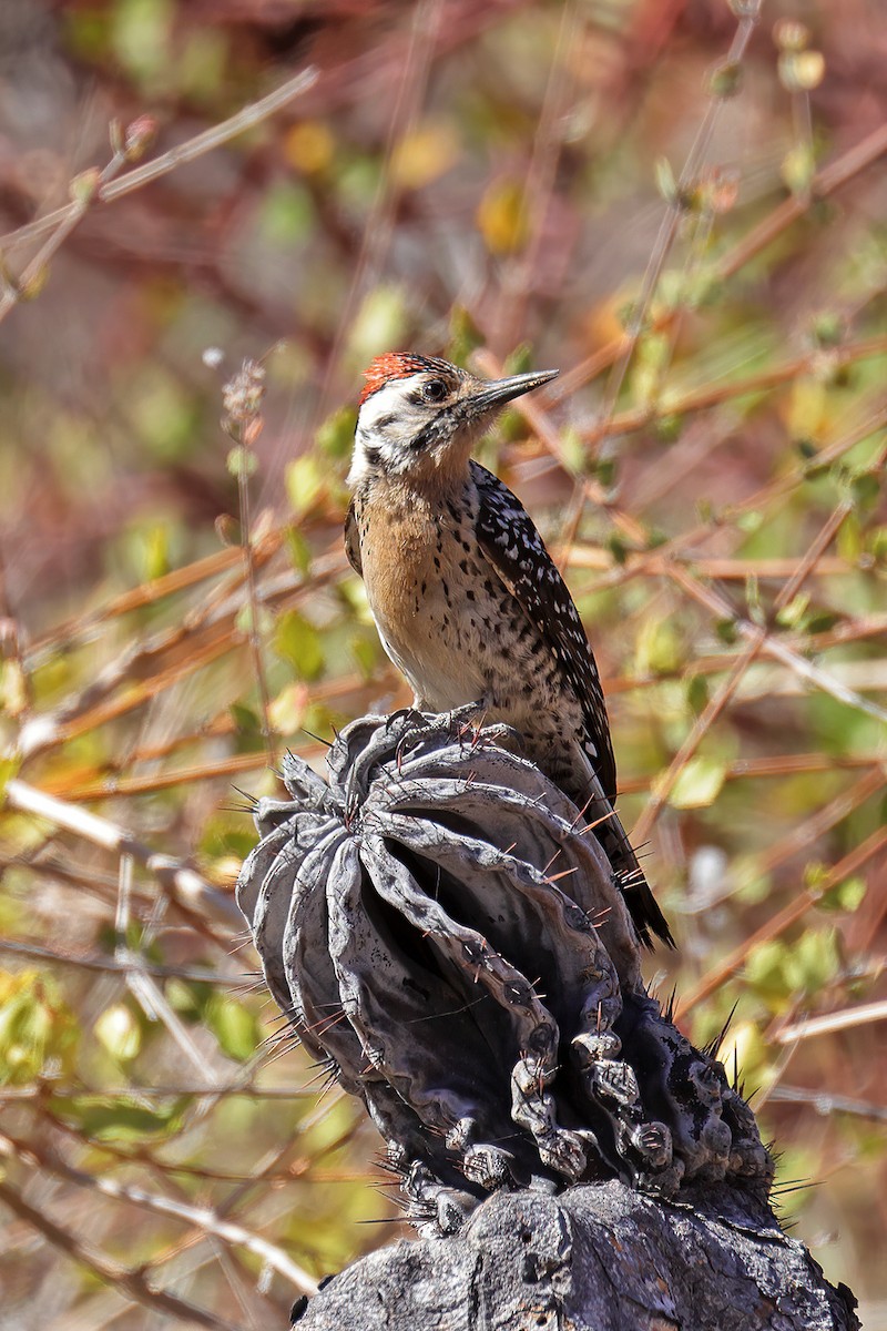 Ladder-backed Woodpecker - ML551793781