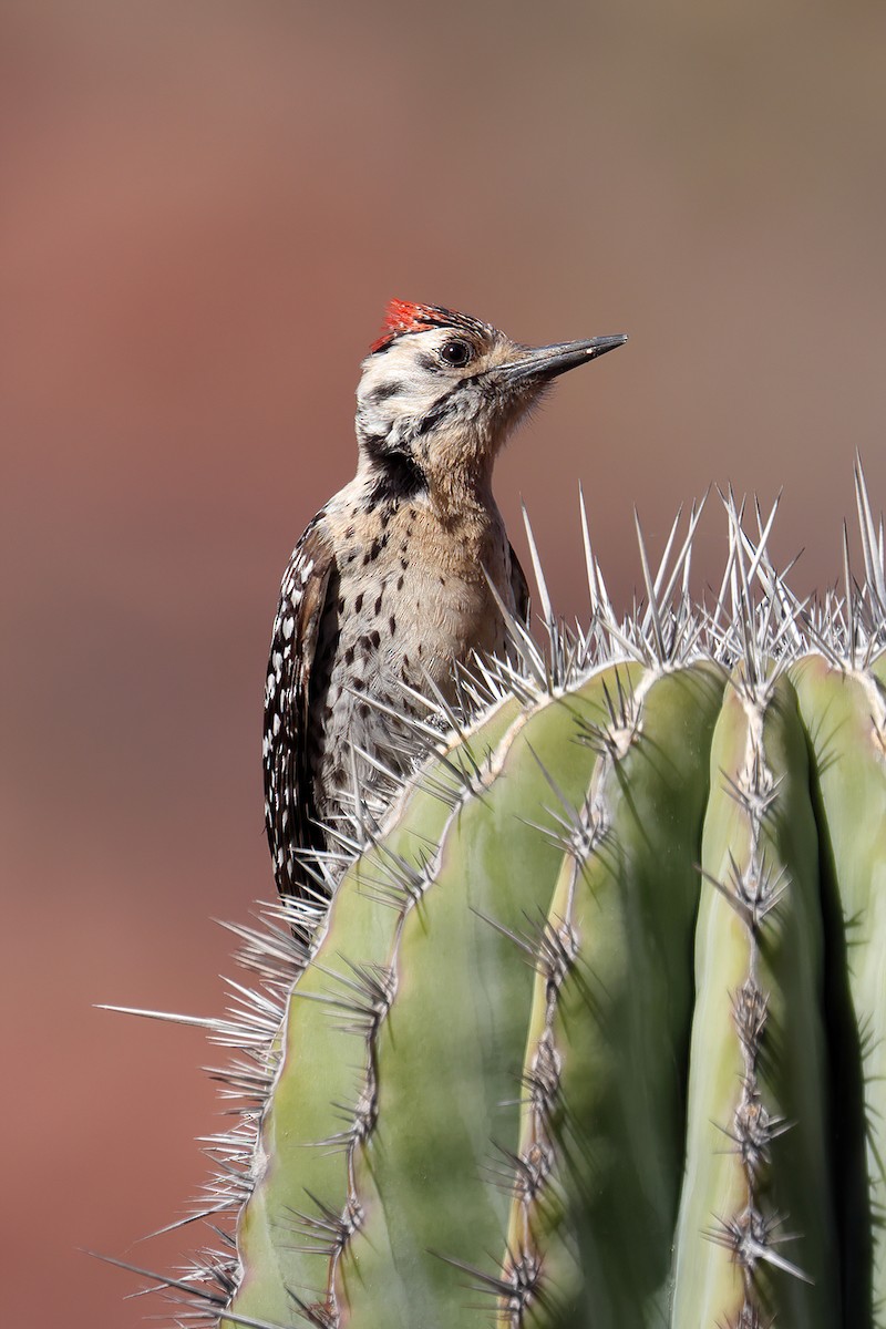 Ladder-backed Woodpecker - ML551794021