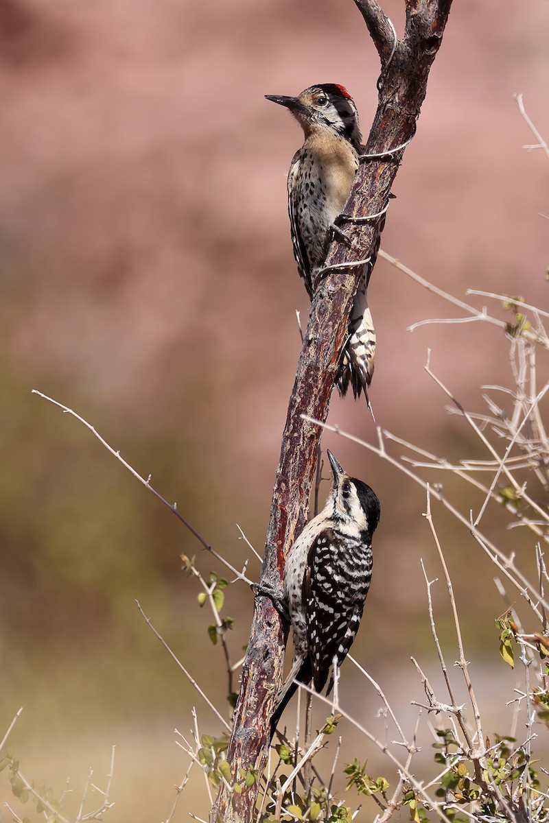 Ladder-backed Woodpecker - ML551794031