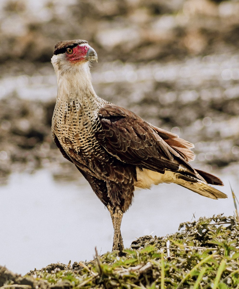 Crested Caracara - ML551794171