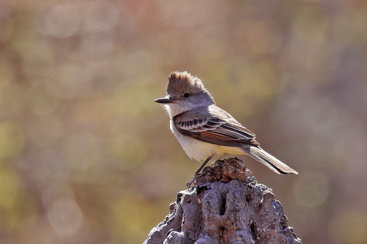 Ash-throated Flycatcher - ML551794221