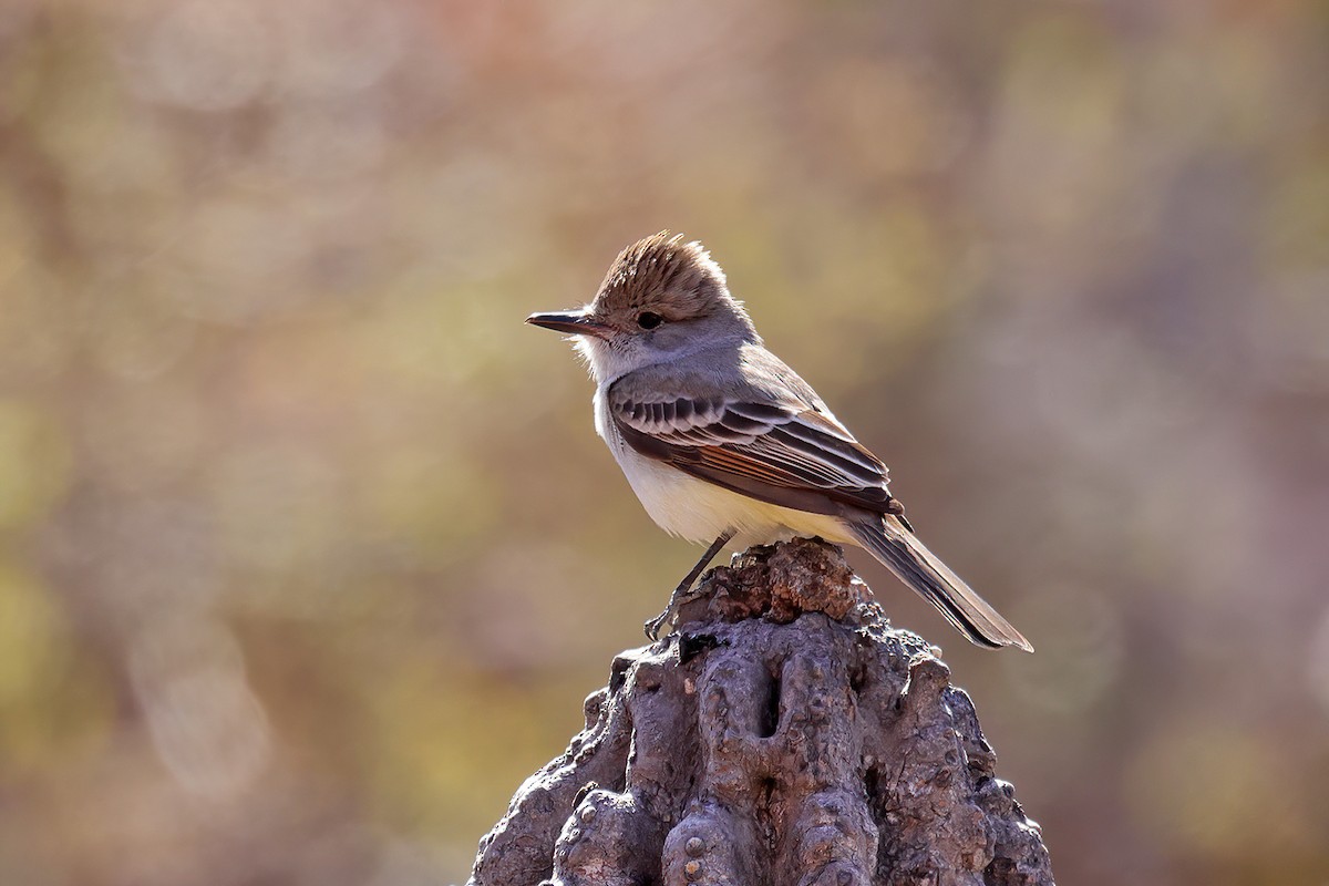 Ash-throated Flycatcher - ML551794231