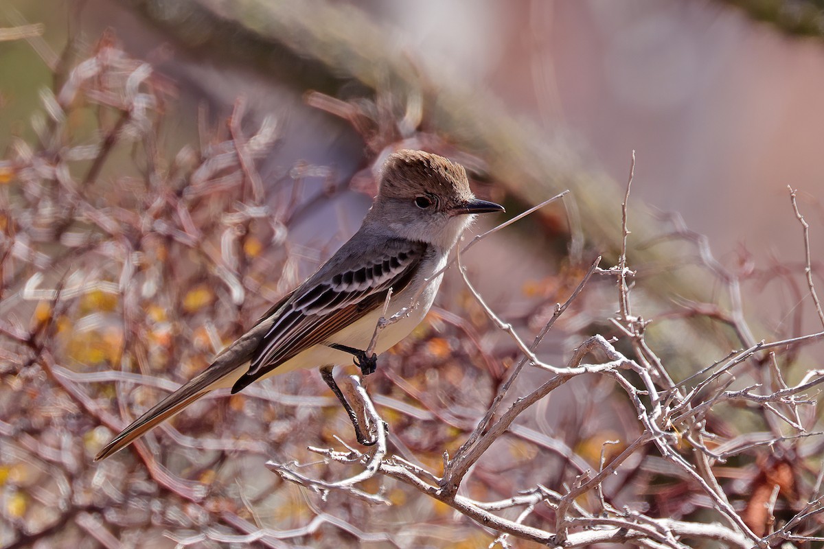 Ash-throated Flycatcher - ML551794241