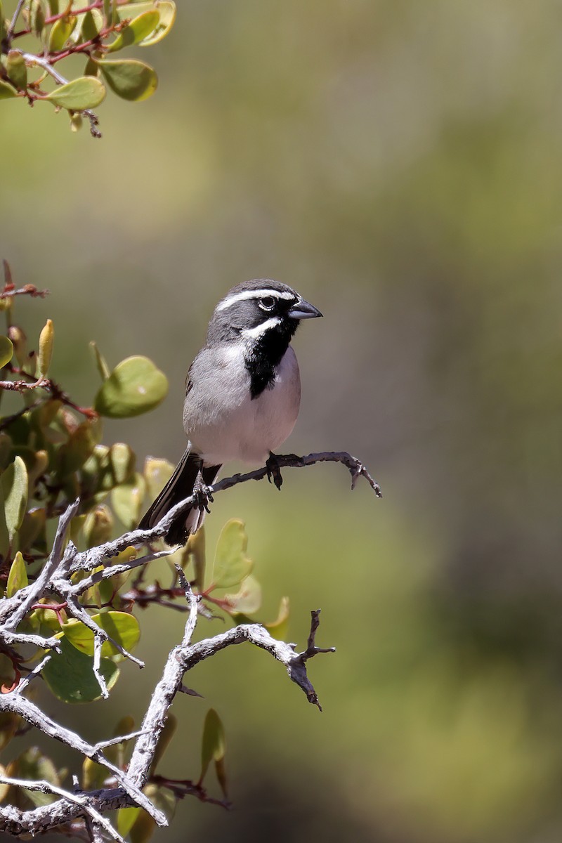 Black-throated Sparrow - ML551794691