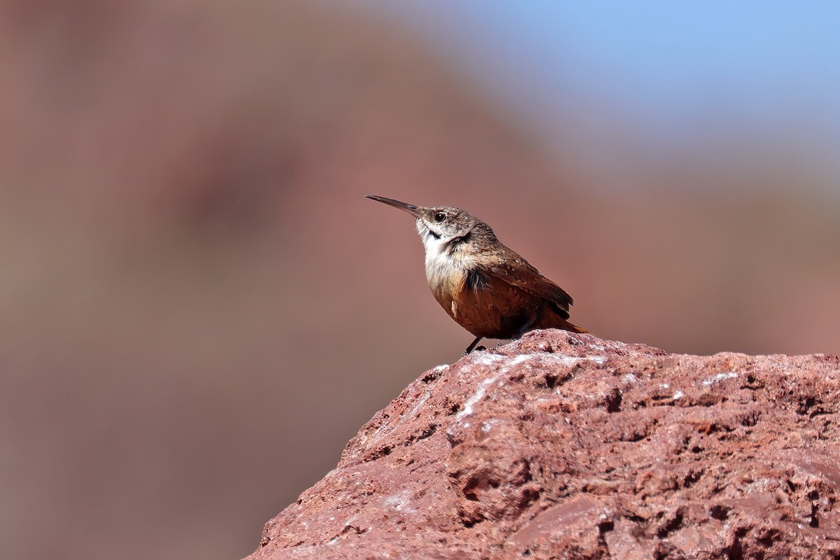 Canyon Wren - ML551795101