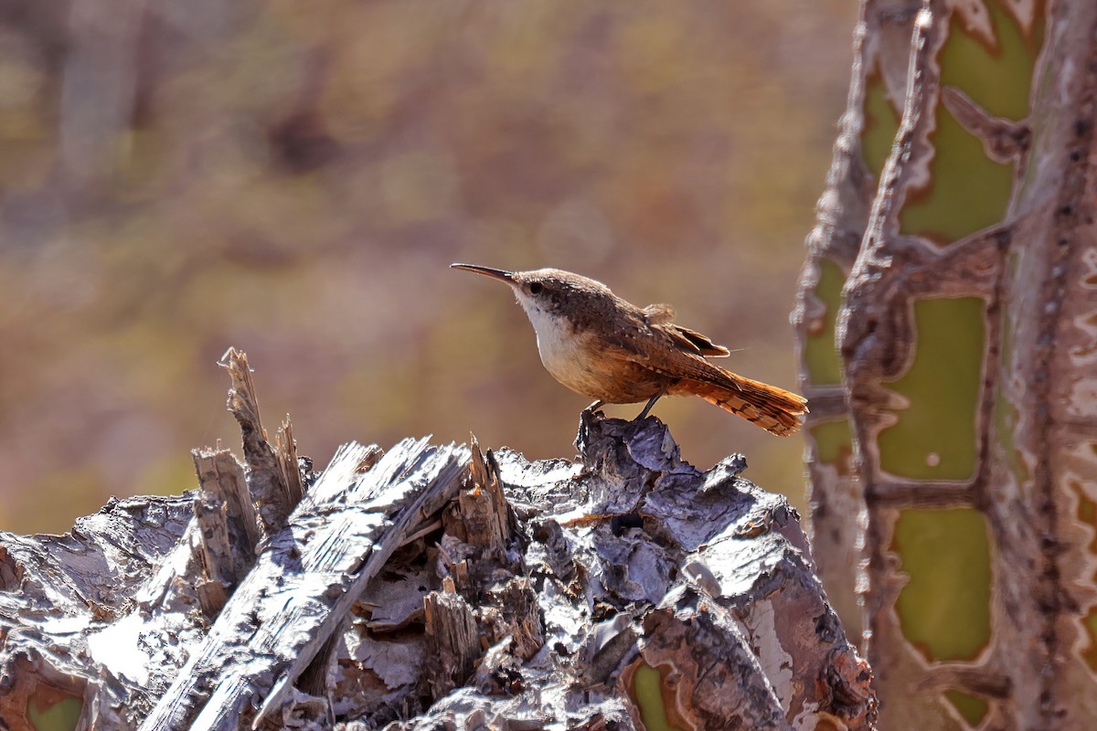 Canyon Wren - ML551795121