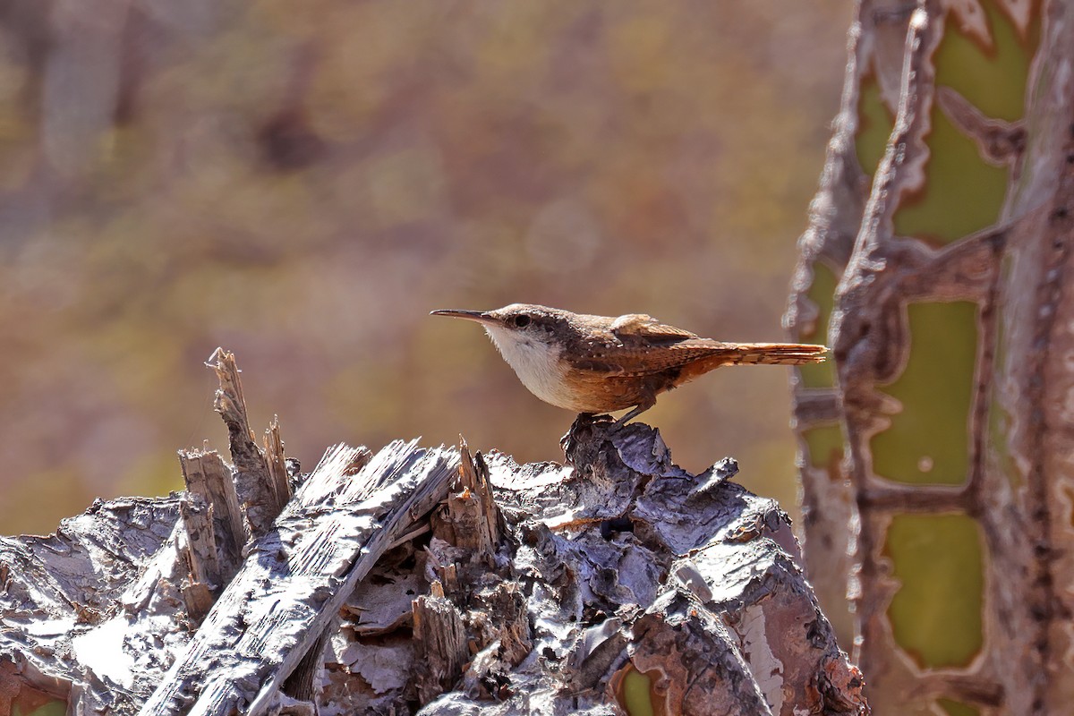 Canyon Wren - ML551795131