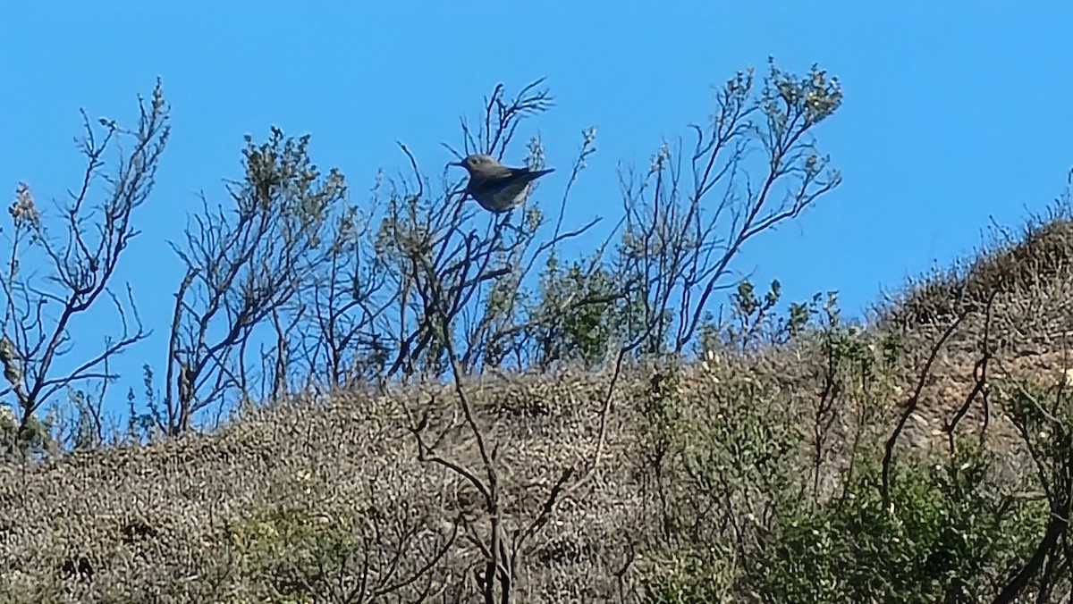 Mountain Bluebird - ML551796831