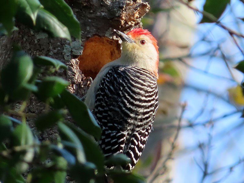 Red-bellied Woodpecker - ML551798041