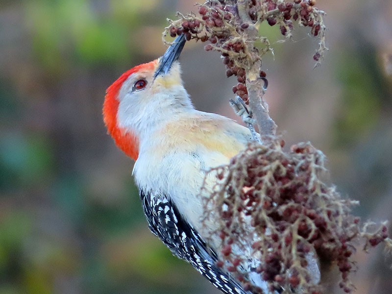 Red-bellied Woodpecker - ML551798051