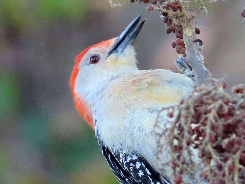 Red-bellied Woodpecker - ML551798061