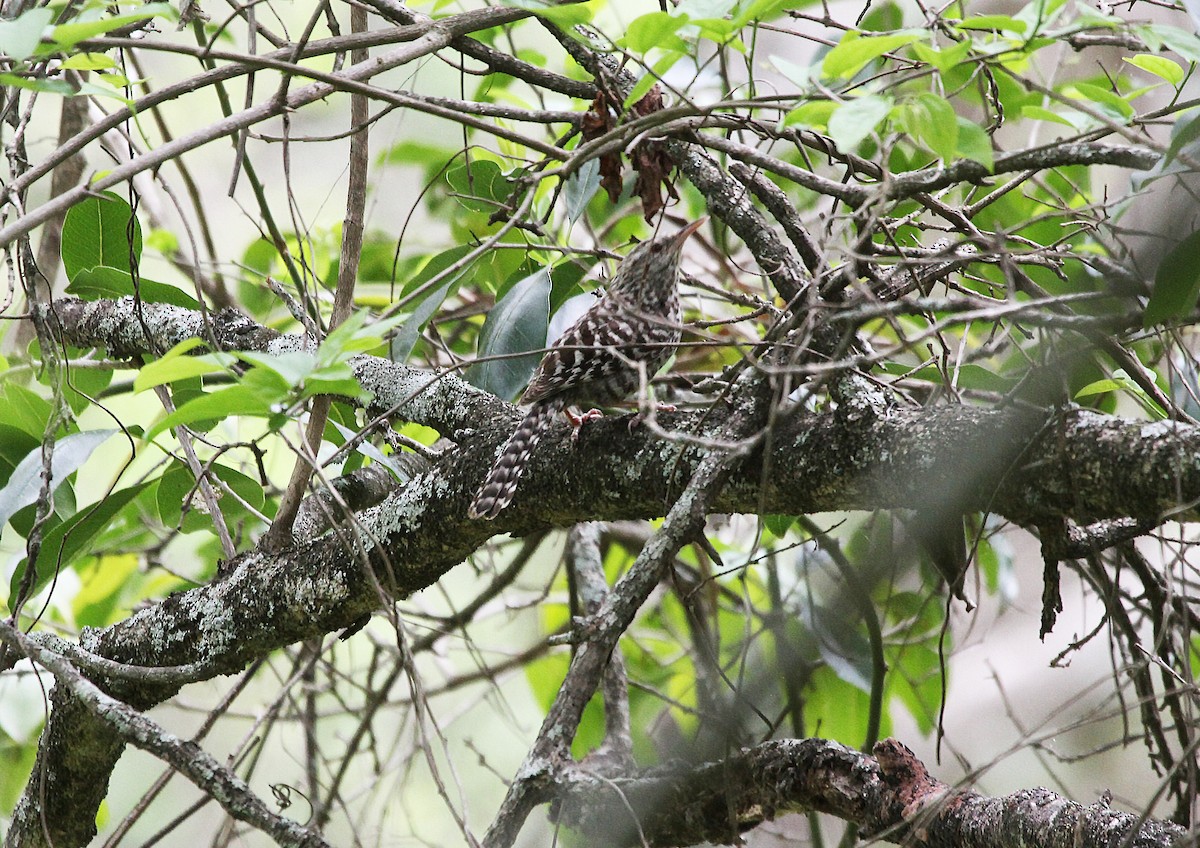 Fasciated Wren - Eduardo Soler