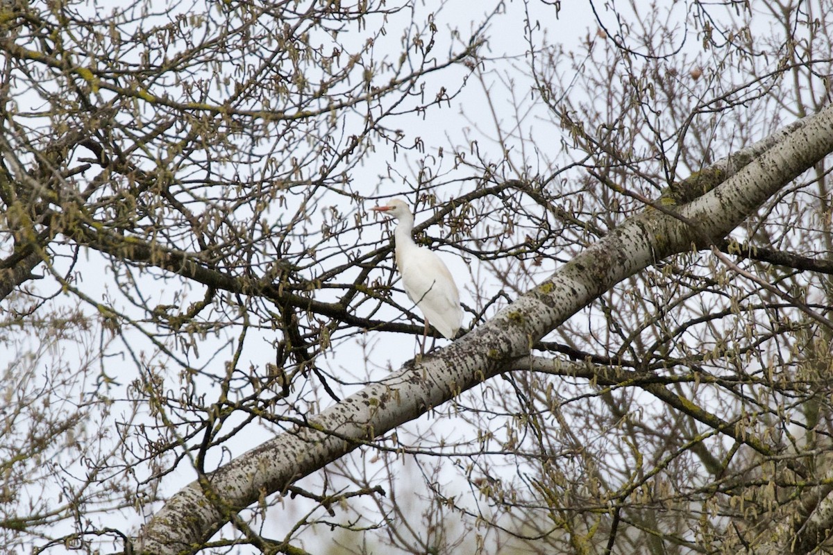 Western Cattle Egret - ML551798801