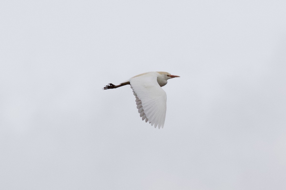 Western Cattle Egret - ML551798811