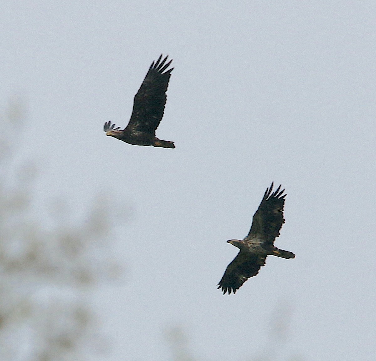 Bald Eagle - ML551799211