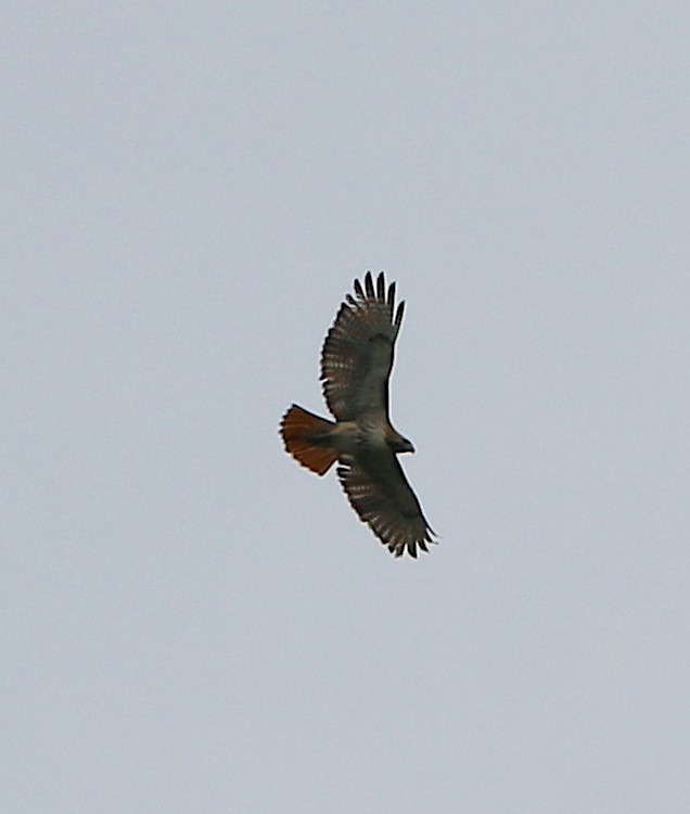 Red-tailed Hawk - Lori White