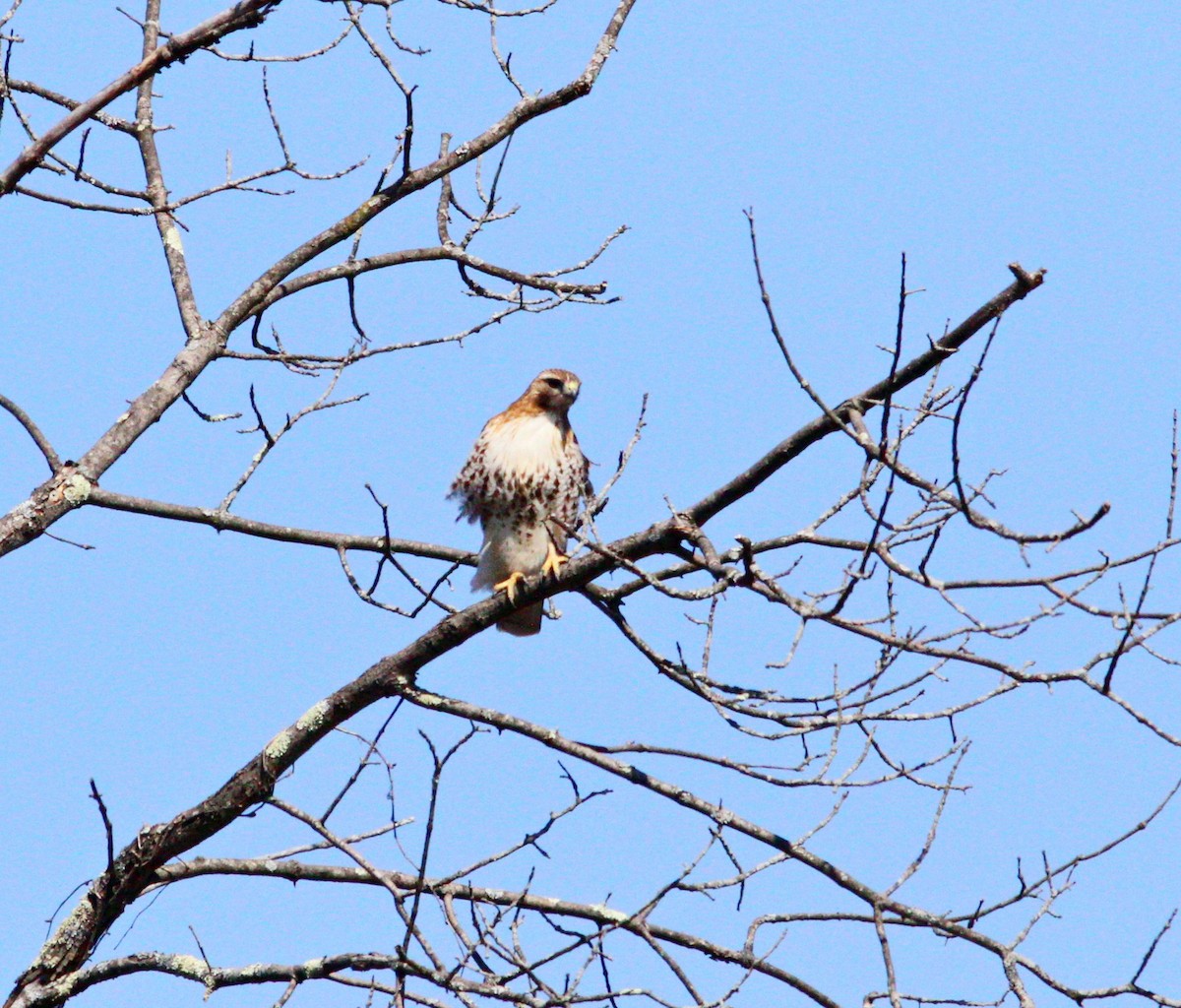 Red-tailed Hawk - ML551799581