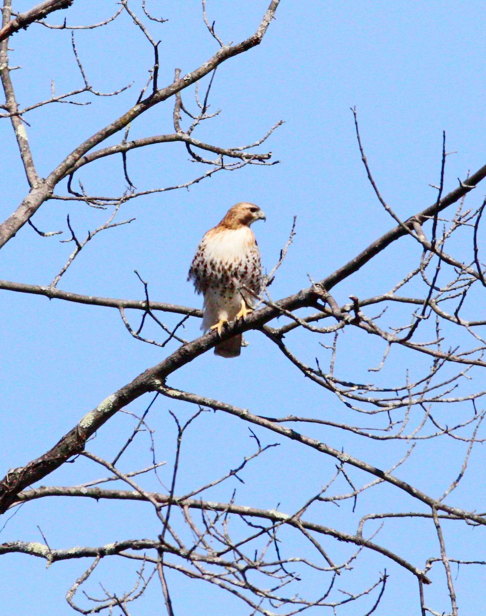 Red-tailed Hawk - ML551799601