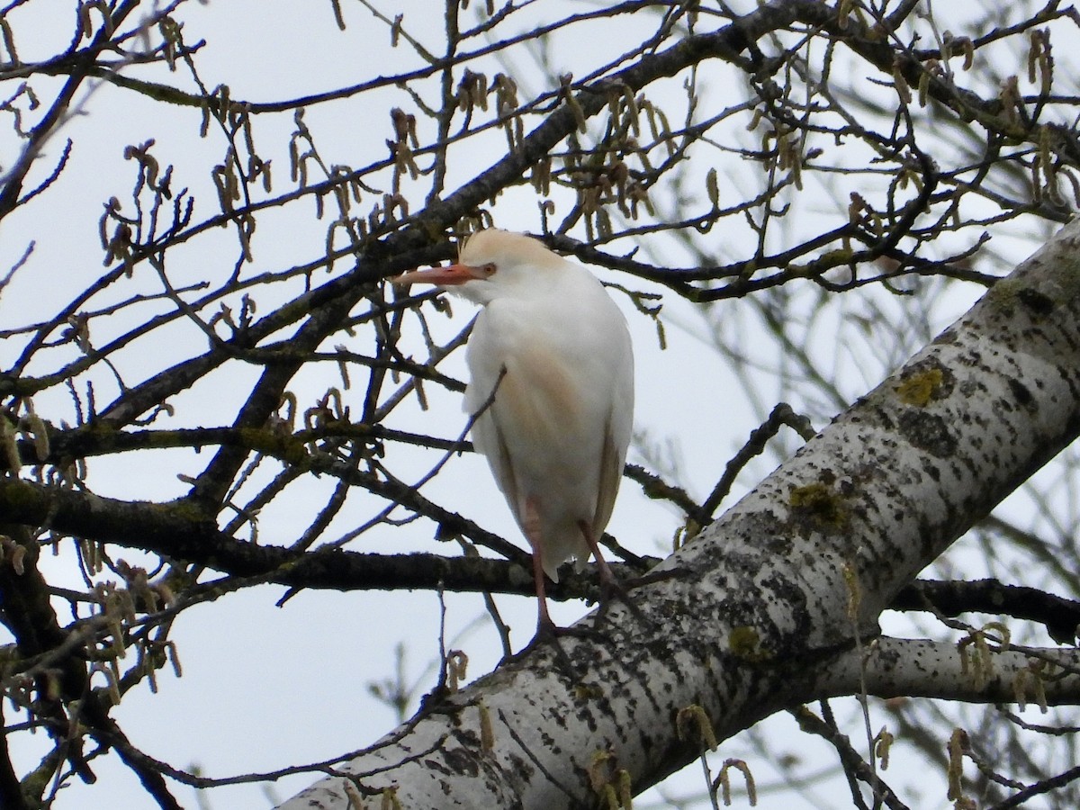 Western Cattle Egret - ML551799691