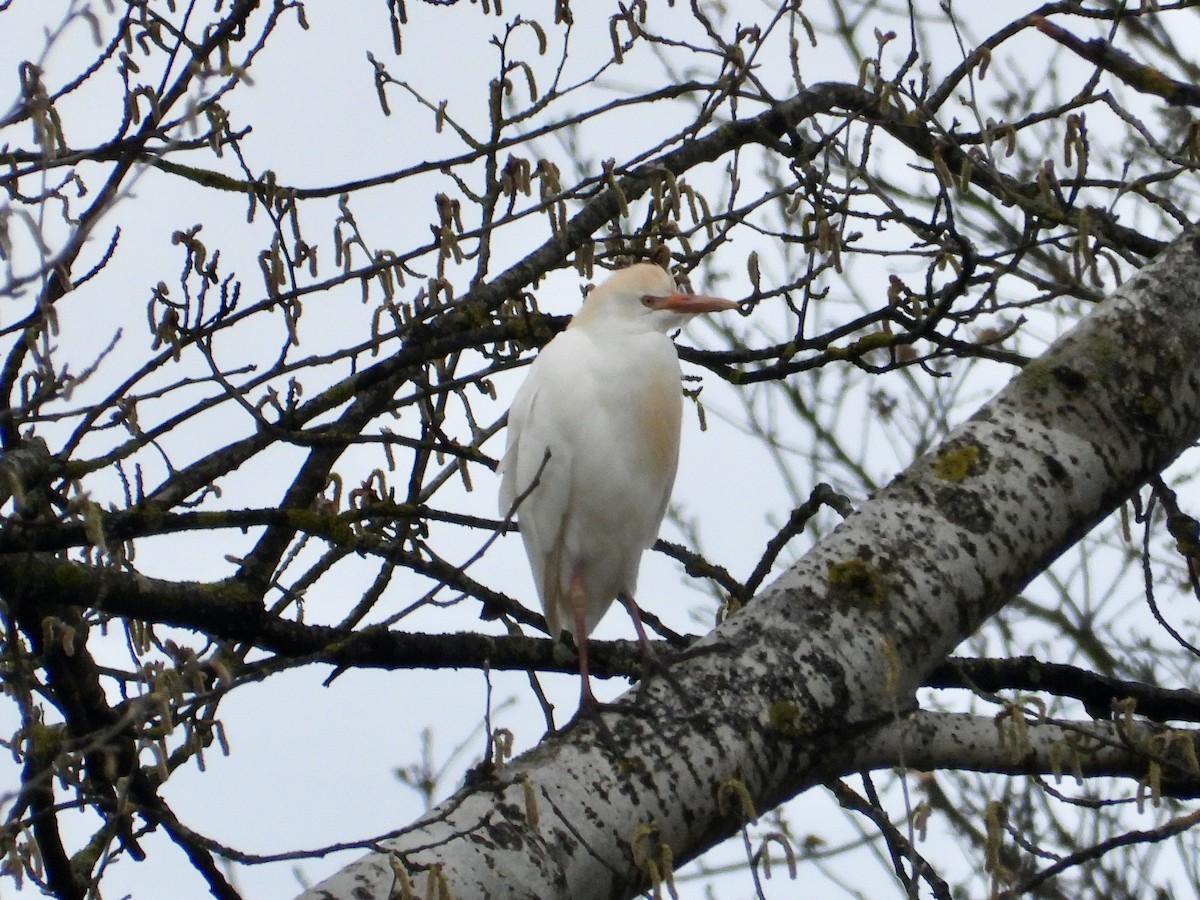 Western Cattle Egret - ML551799701