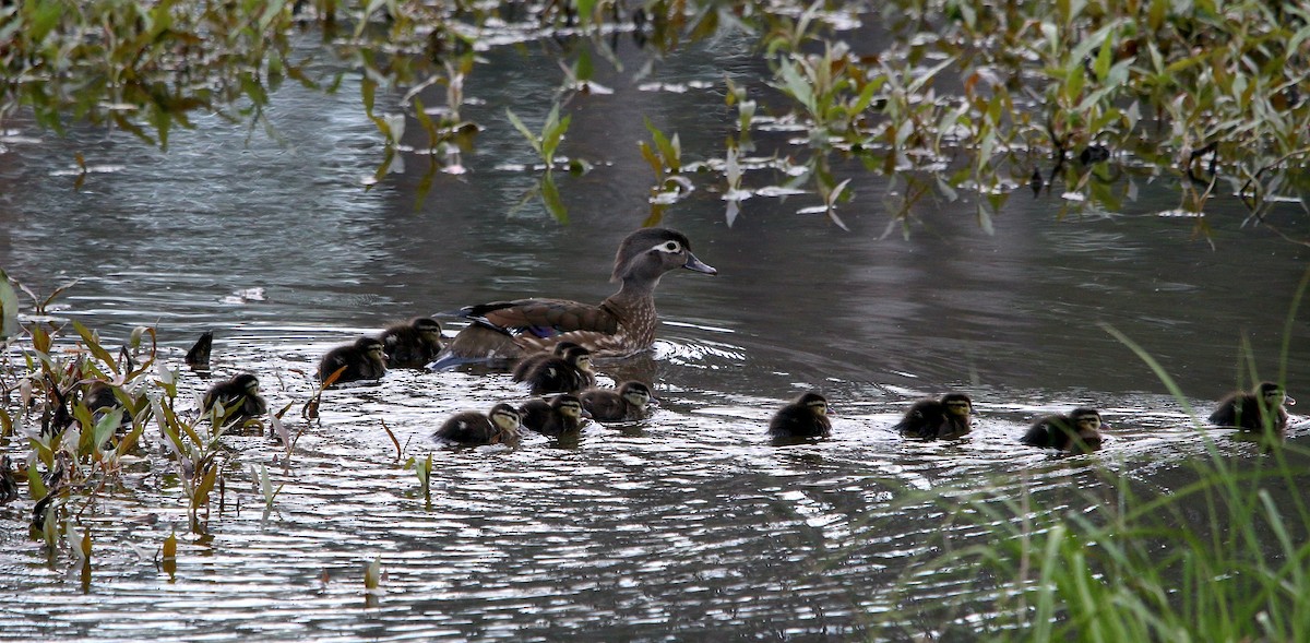 Wood Duck - ML551799721
