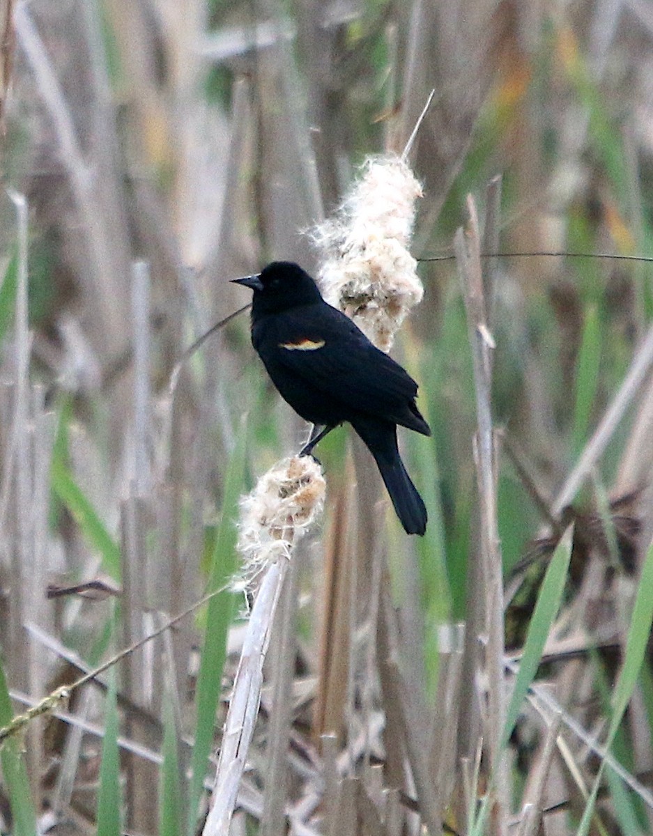 Red-winged Blackbird - ML551800861