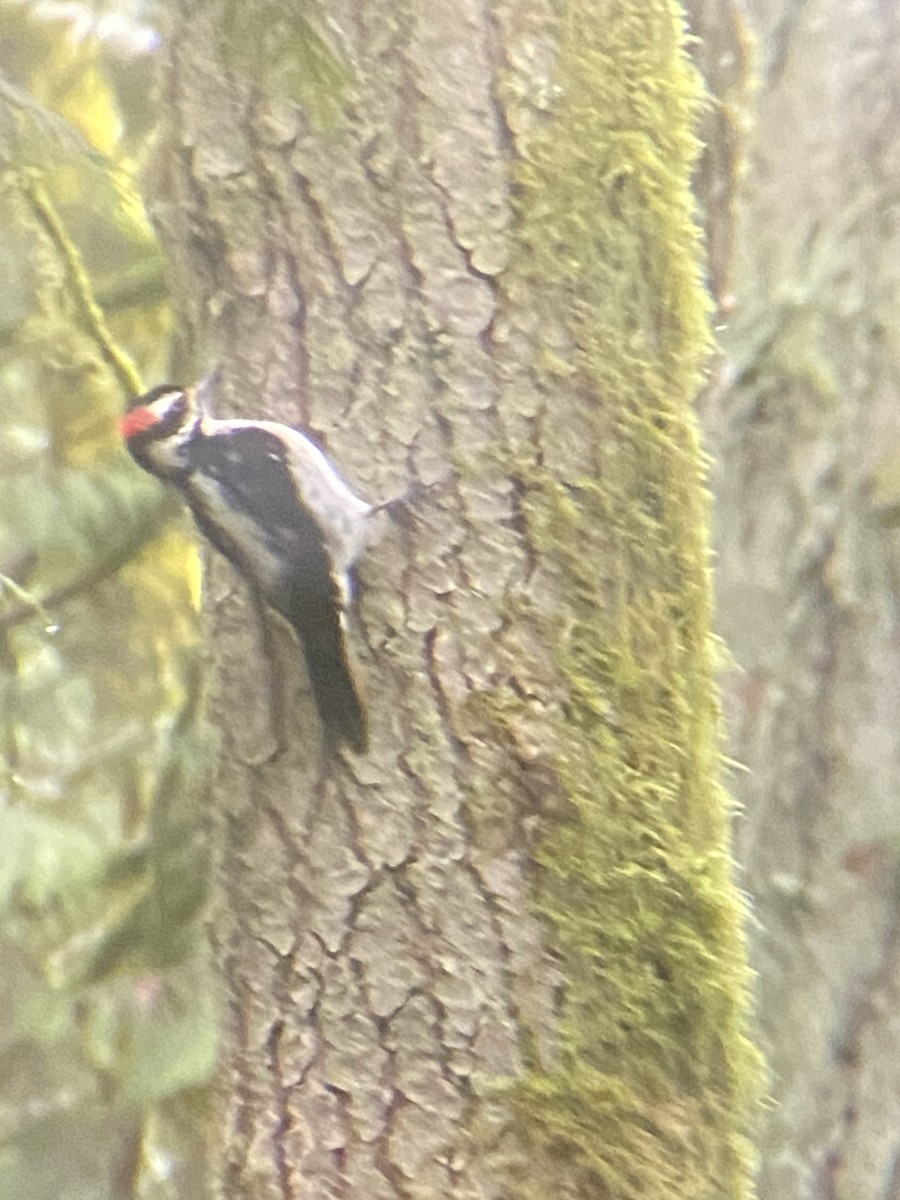 Hairy Woodpecker - ML551800981