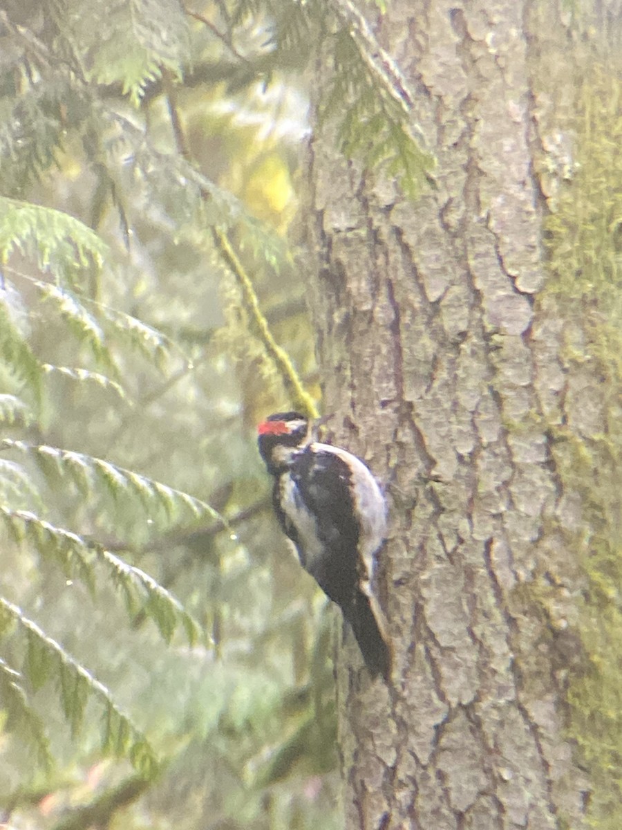 Hairy Woodpecker - ML551800991