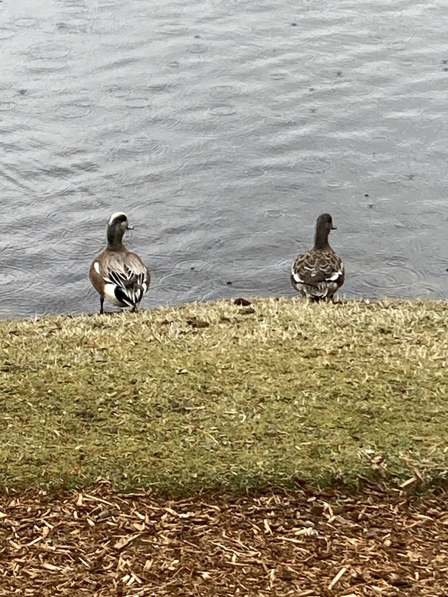 American Wigeon - ML551801561