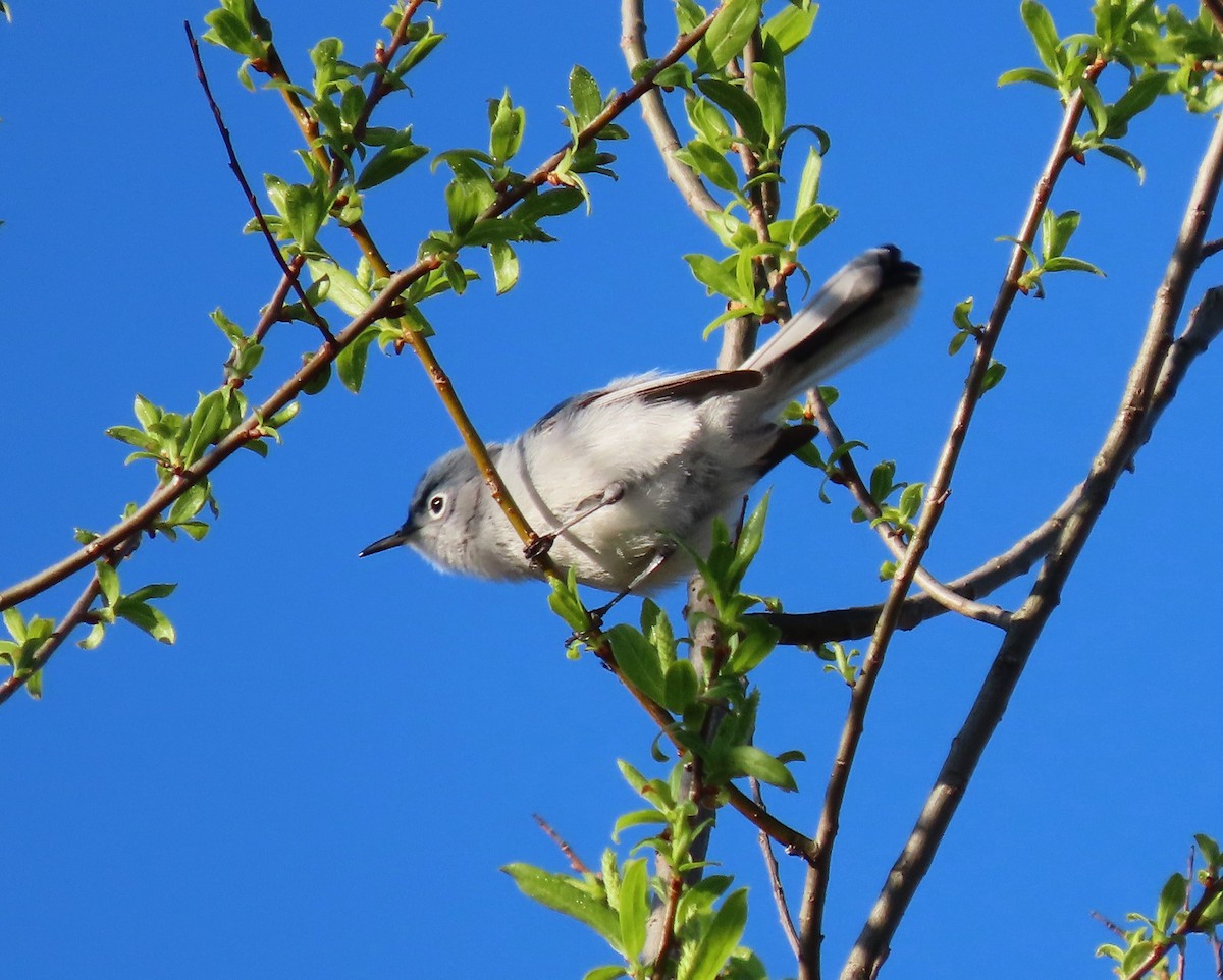 Blue-gray Gnatcatcher - ML551802161