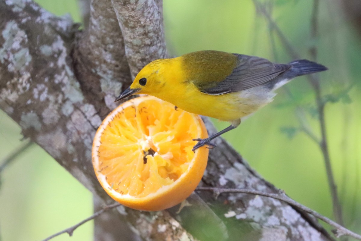Prothonotary Warbler - ML551802251