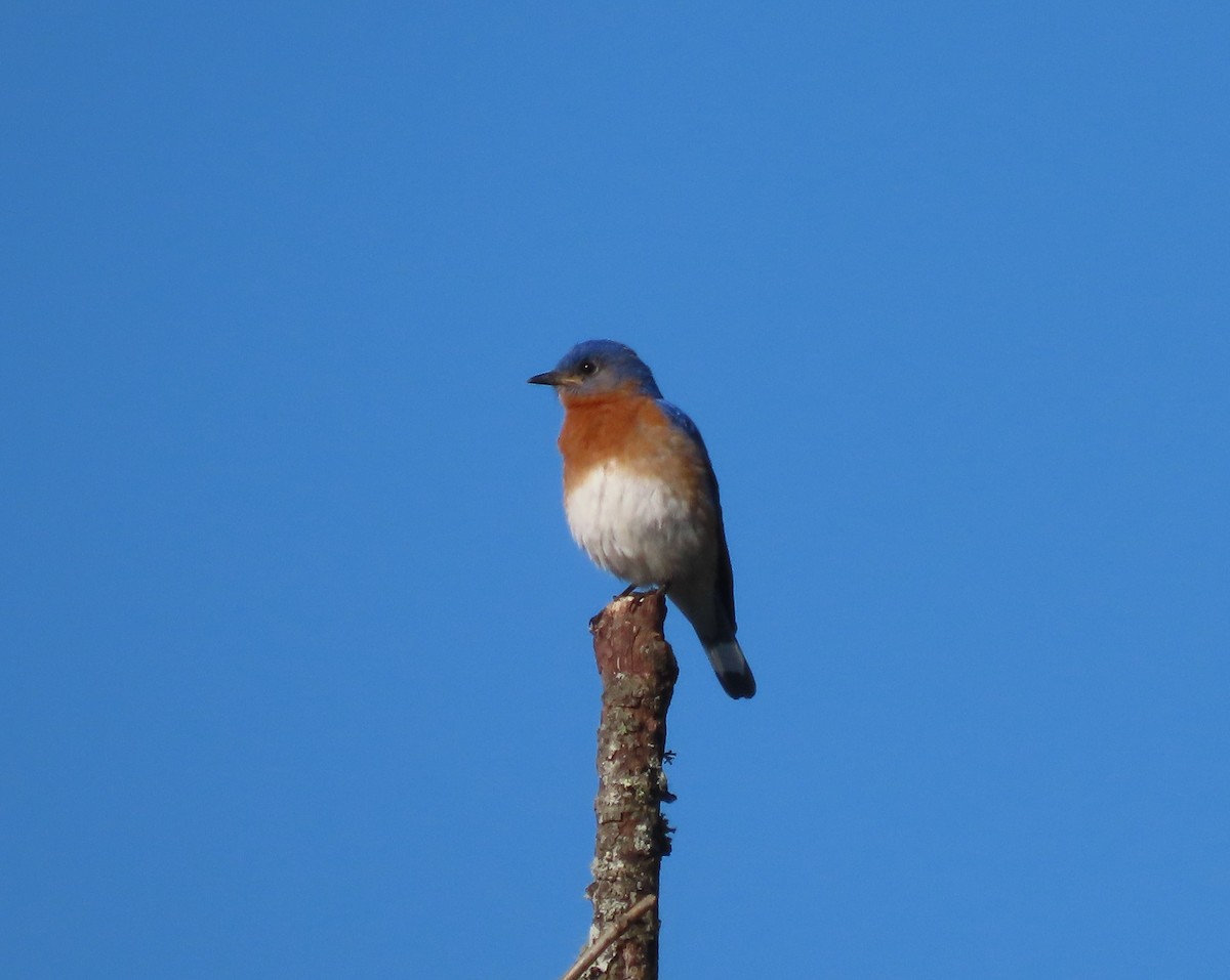 Eastern Bluebird - ML551802261