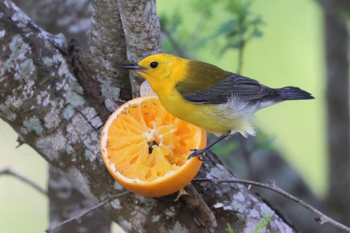Prothonotary Warbler - ML551802301