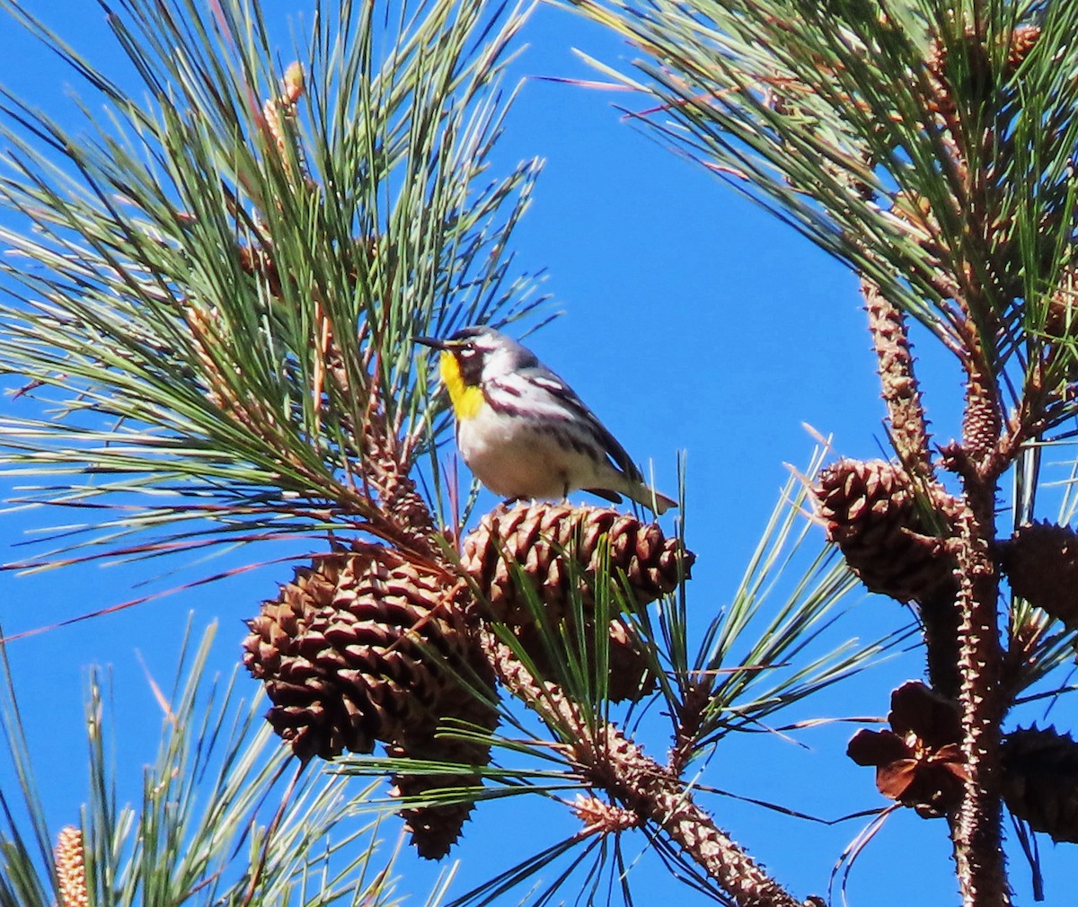 Yellow-throated Warbler - ML551802421