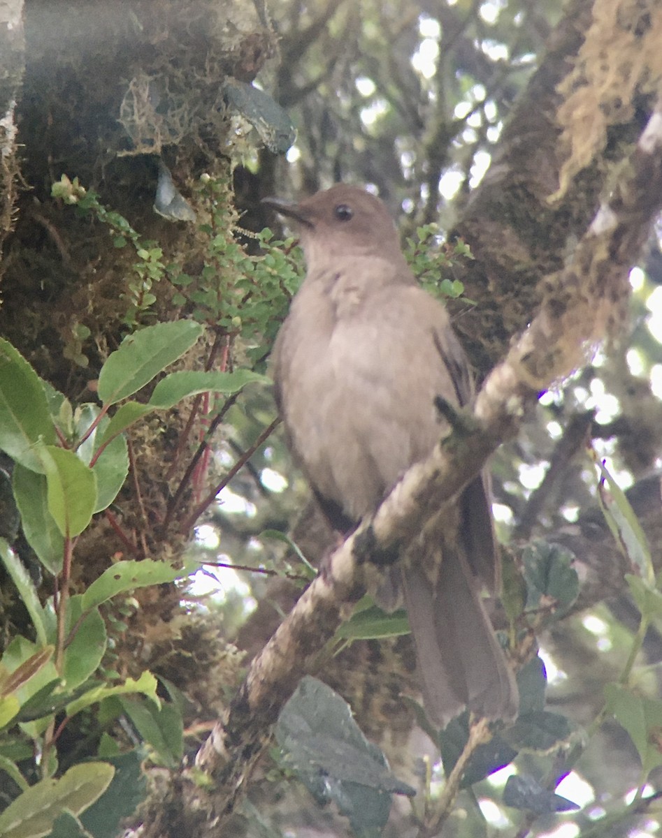 Mountain Thrush - ML551802941