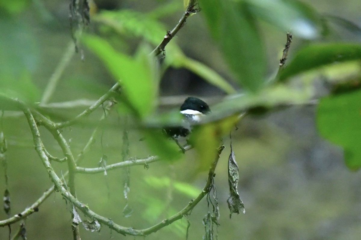 Martin-pêcheur vert - ML551803511