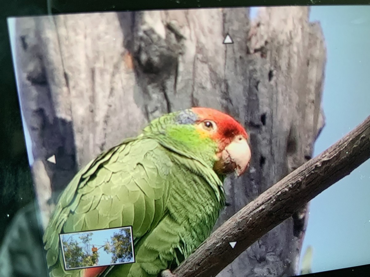Red-crowned x Red-lored Parrot (hybrid) - ML551803531