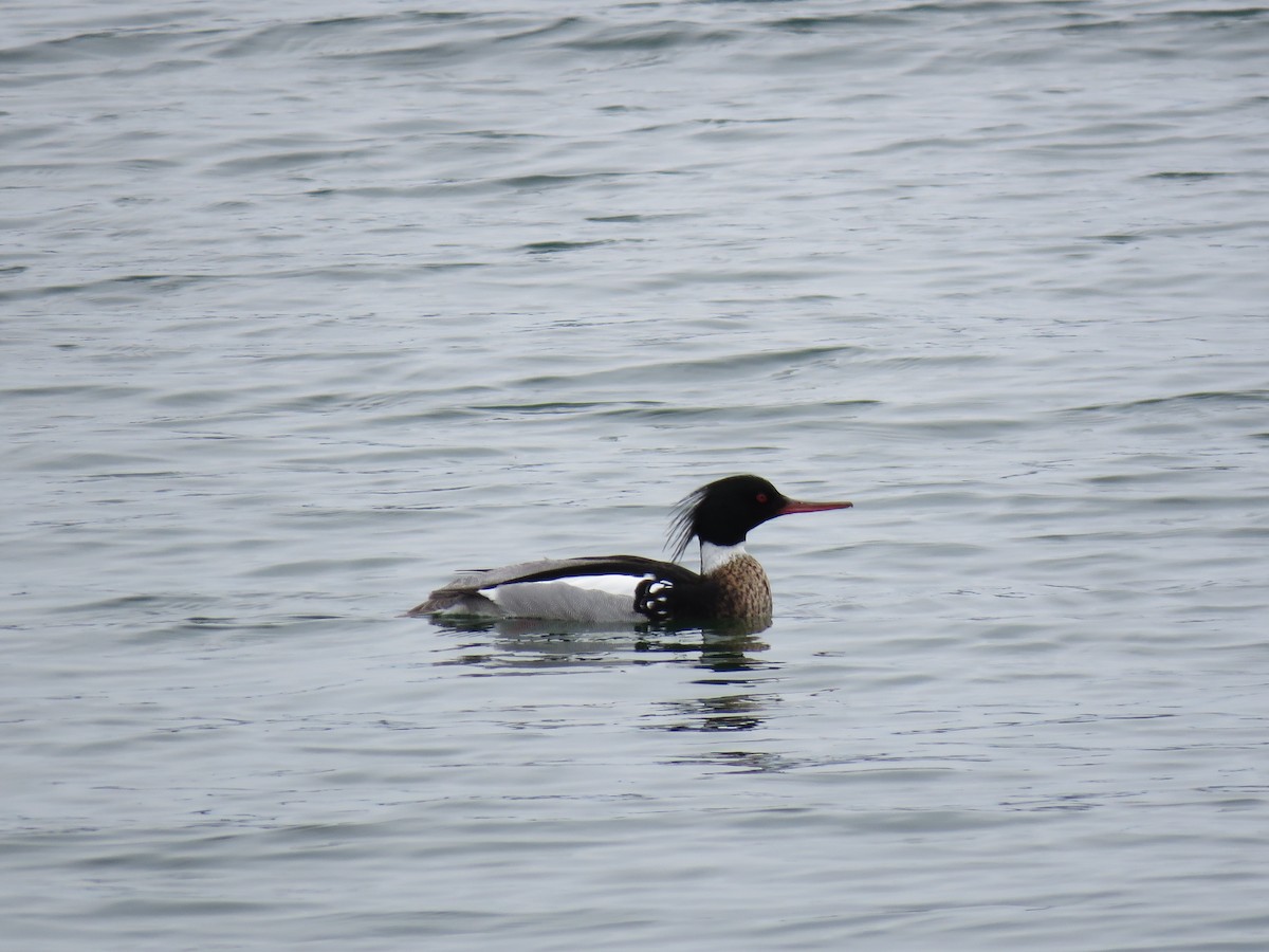 Red-breasted Merganser - ML551804181