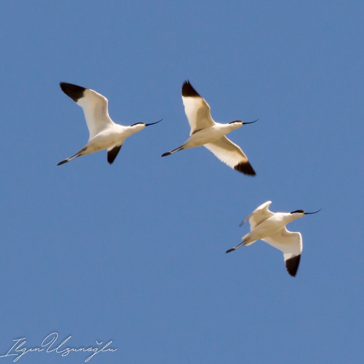 Pied Avocet - ML551805731