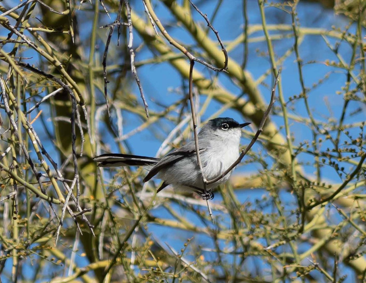 Black-tailed Gnatcatcher - ML551805941