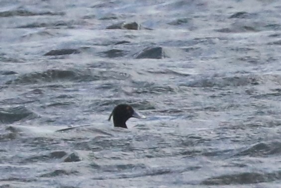 Tufted Duck - Jim Edsall