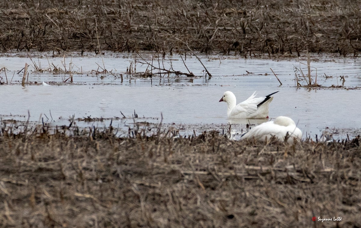 Ross's Goose - ML55180671