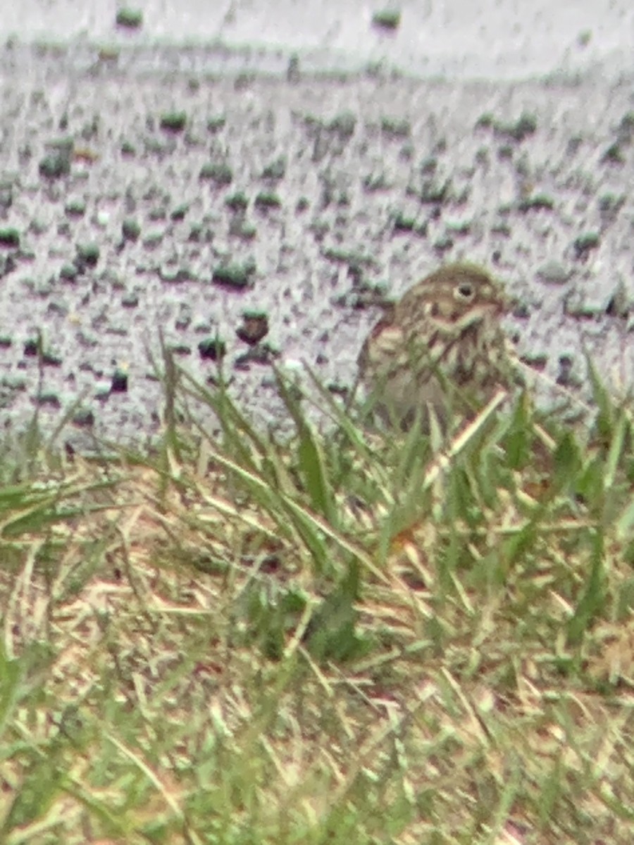 Vesper Sparrow - ML551806851