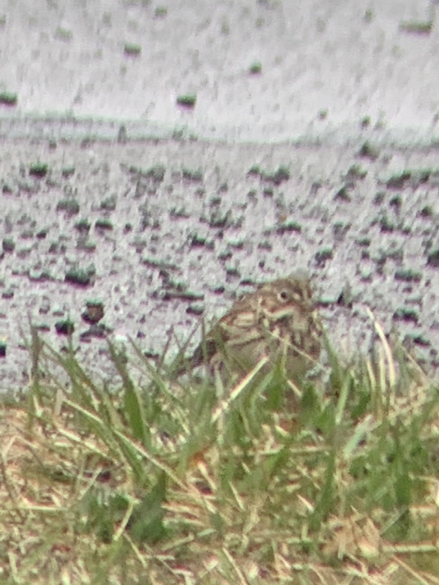Vesper Sparrow - ML551806861