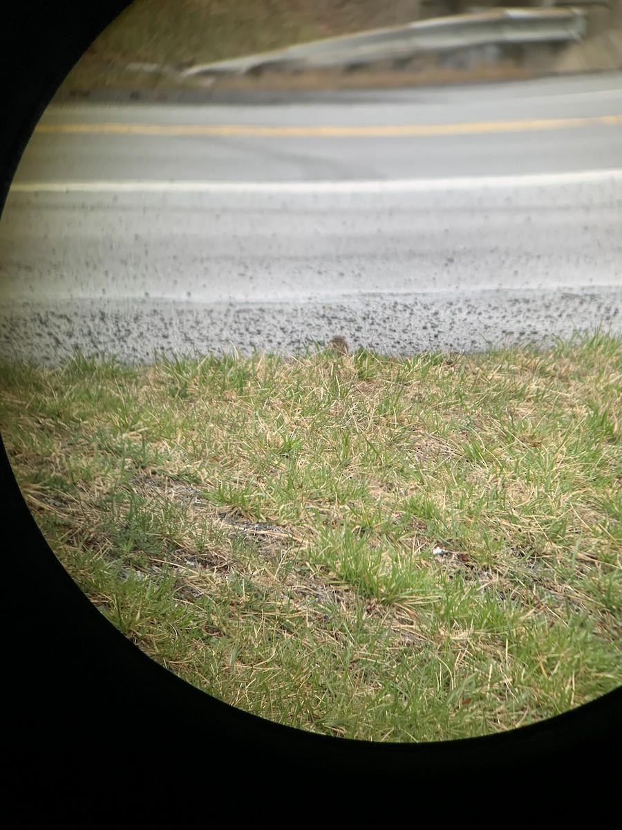 Vesper Sparrow - ML551806871