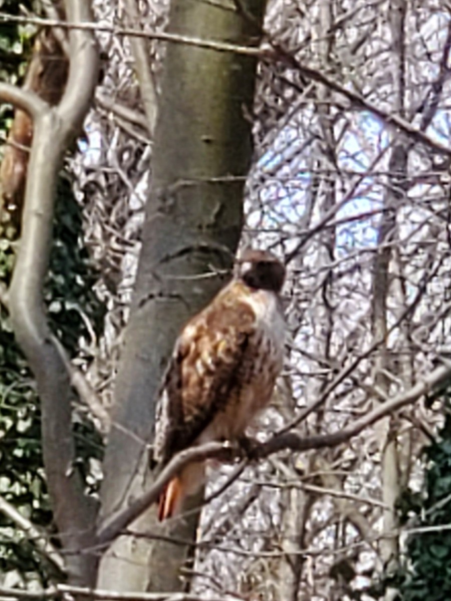 Red-tailed Hawk - ML551806941
