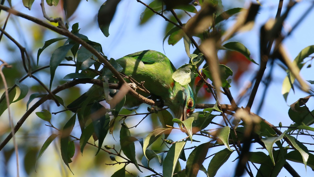 Green-eared Barbet - simon walkley