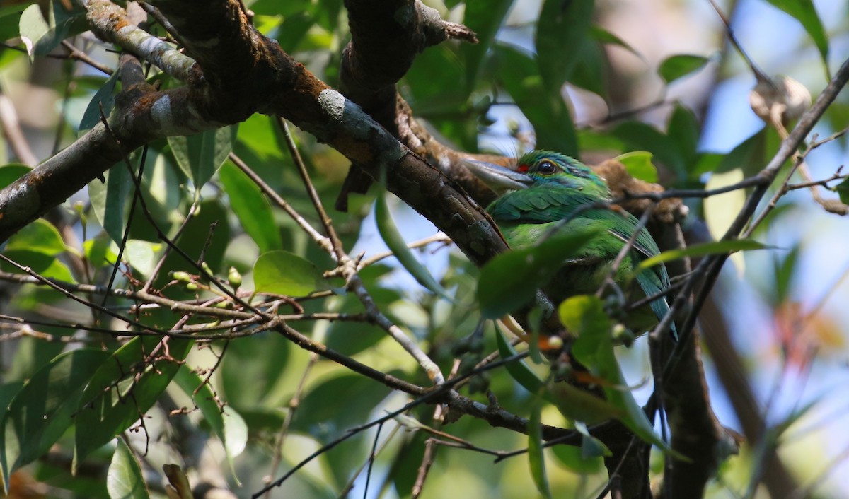 Yeşil Kulaklı Barbet - ML551807651