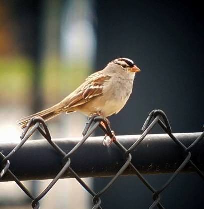 White-crowned Sparrow - ML551807901