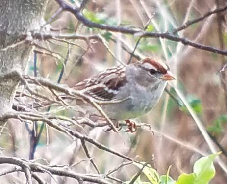 White-crowned Sparrow - ML551807931